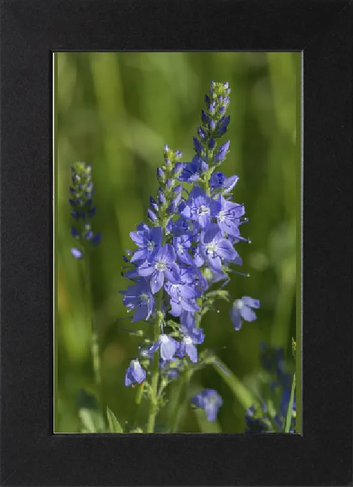 Gerahmter Druck : Österreichische Blattgras-Schwebeblume (Veronica austriaca) Gerahmter Druck : Österreichische Blattgras-Schwebeblume (Veronica austriaca)