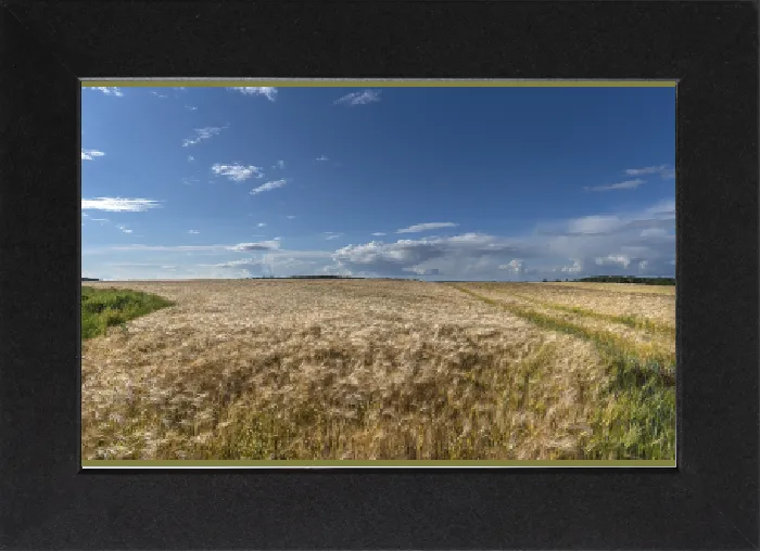 Gerahmter Druck : Reife Gerste (Hordeum vulgare) Gerahmter Druck : Reife Gerste (Hordeum vulgare)