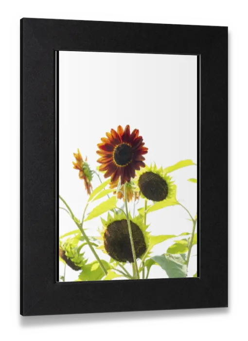 Gerahmter Druck : Sonnenblume (Helianthus annuus) rot. Gerahmter Druck : Sonnenblume (Helianthus annuus) rot.