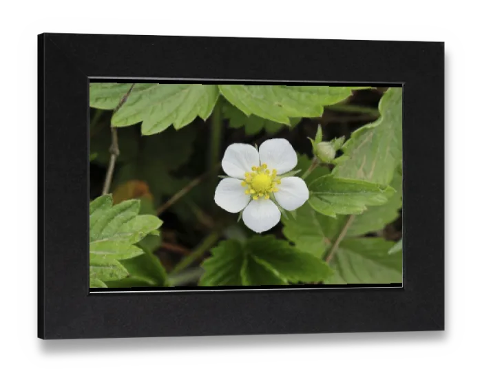 Gerahmter Druck : Wildstraße (Fragaria vesca) Gerahmter Druck : Wildstraße (Fragaria vesca)