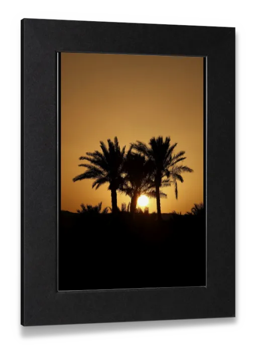 Gerahmter Druck : Palmen von El Gouna am Sonnenuntergang. Gerahmter Druck : Palmen von El Gouna am Sonnenuntergang.