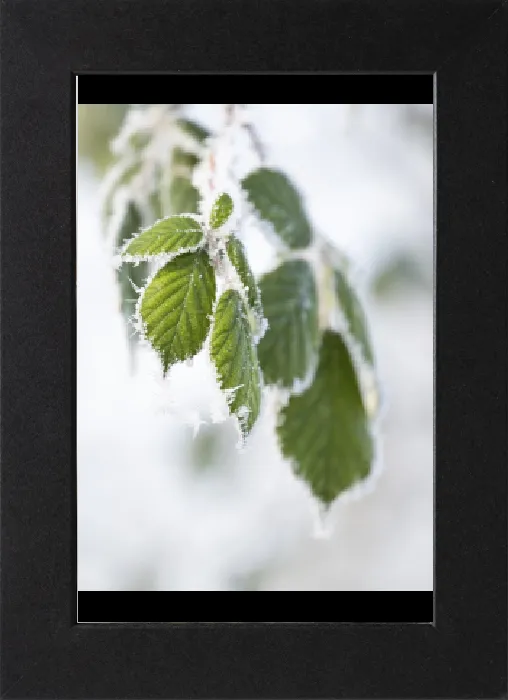 Gerahmter Druck : Schwarzer Beerenstrauch (Rubus sectio Rubus) Gerahmter Druck : Schwarzer Beerenstrauch (Rubus sectio Rubus)