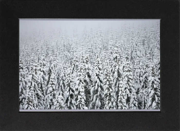 Gerahmter Druck : Schneebedeckter Wald in Norwegen. Gerahmter Druck : Schneebedeckter Wald in Norwegen.