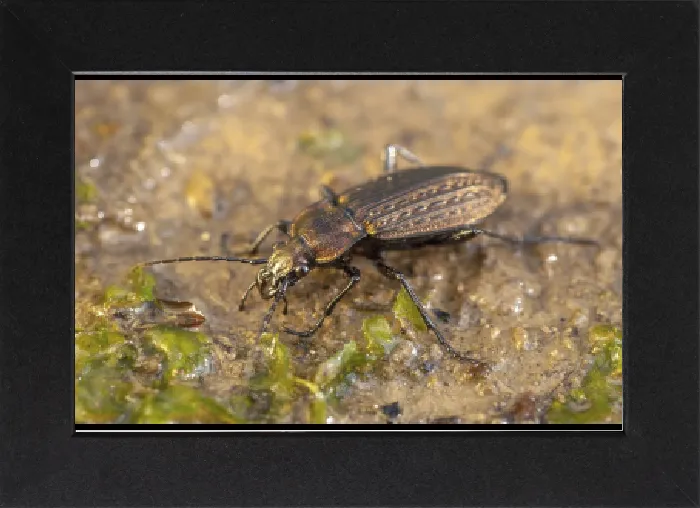 Gerahmter Druck : Carabus granulatus, gestreifter Bodenkafer. Gerahmter Druck : Carabus granulatus, gestreifter Bodenkafer.