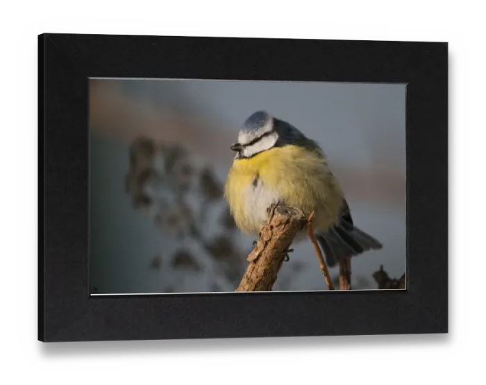 Gerahmter Druck : Blauhäher, parus caeruleus, Vögel. Gerahmter Druck : Blauhäher, parus caeruleus, Vögel.