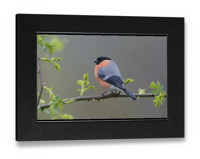 Gerahmter Druck : Bullfinch, Bullfinch, Pyrrhula Pyrrhula Gerahmter Druck : Bullfinch, Bullfinch, Pyrrhula Pyrrhula