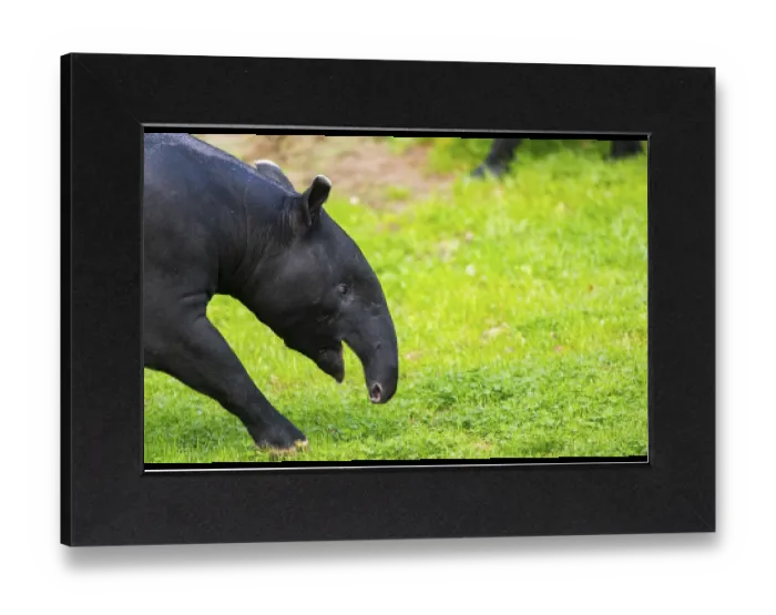 Gerahmter Druck : Malayischer Tapir (Tapirus indicus) geht über eine Wiese. Gerahmter Druck : Malayischer Tapir (Tapirus indicus) geht über eine Wiese.