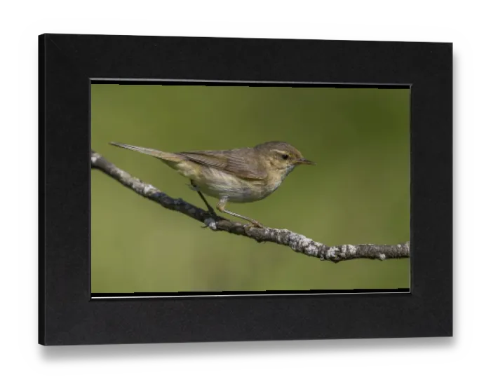 Gerahmter Druck : Tjiftjaf; Chiffchaff; Phylloscopus collybita