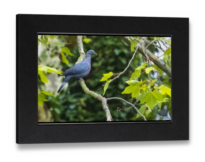 Gerahmter Druck : Trocazer Taube, Columba trocaz Gerahmter Druck : Trocazer Taube, Columba trocaz