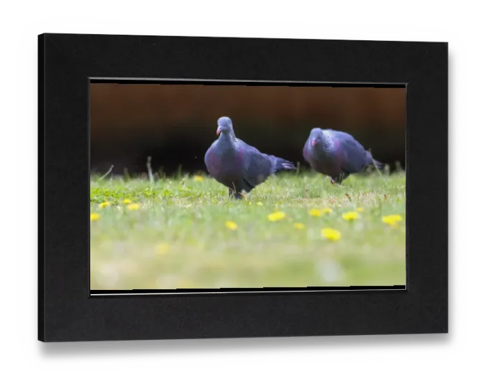 Gerahmter Druck : Trocazer Taube, Columba trocaz Gerahmter Druck : Trocazer Taube, Columba trocaz
