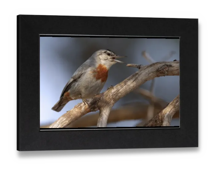 Gerahmter Druck : Türkische Boomkleber, Krüpers Nuthatch, Sitta krueperi Gerahmter Druck : Türkische Boomkleber, Krüpers Nuthatch, Sitta krueperi