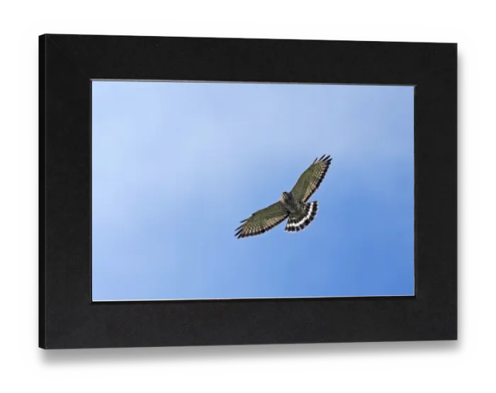 Gerahmter Druck : Breedvleugelbuizerd, Broad-winged Hawk, Buteo platypterus in Flug. Kolumbien Gerahmter Druck : Breedvleugelbuizerd, Broad-winged Hawk, Buteo platypterus in Flug. Kolumbien