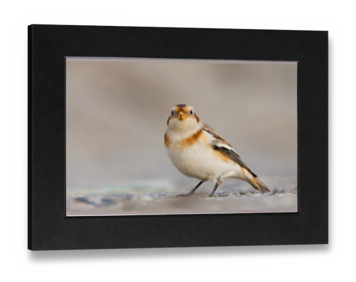 Gerahmter Druck : Schneegans, Schneeammer, Plectrophenax nivalis Gerahmter Druck : Schneegans, Schneeammer, Plectrophenax nivalis