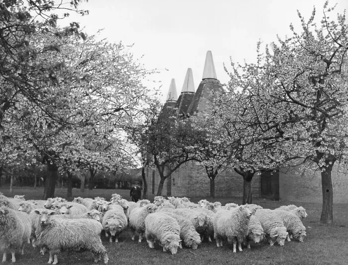 Gerahmter Druck : Frühlingszeit im Kent Gerahmter Druck : Frühlingszeit im Kent
