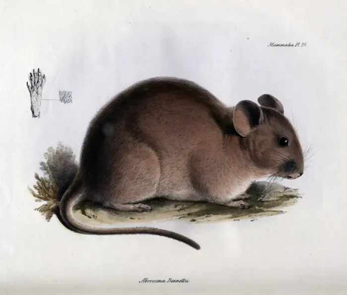 Gerahmter Druck : Abrocomabennetti