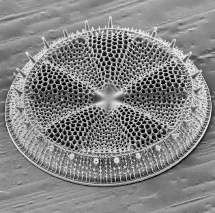Gerahmter Druck : Actinoptychus ist eine Diatomee Gerahmter Druck : Actinoptychus ist eine Diatomee