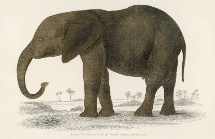 Gerahmter Druck : Afrikanischer Elefant Gerahmter Druck : Afrikanischer Elefant