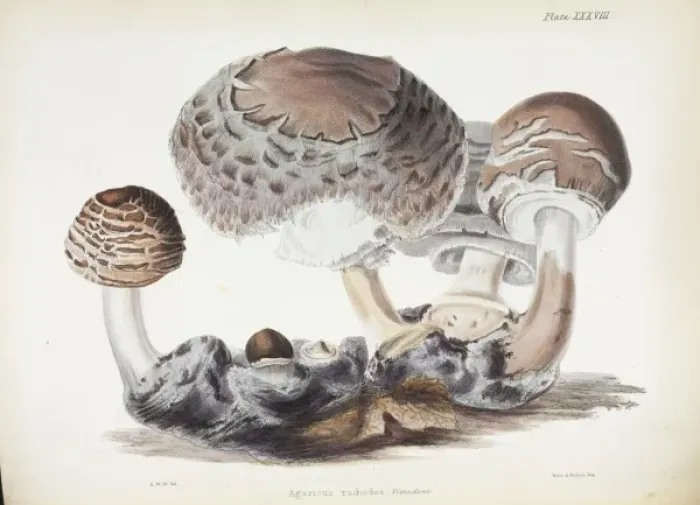 Gerahmter Druck : Agaricus rachodes Gerahmter Druck : Agaricus rachodes