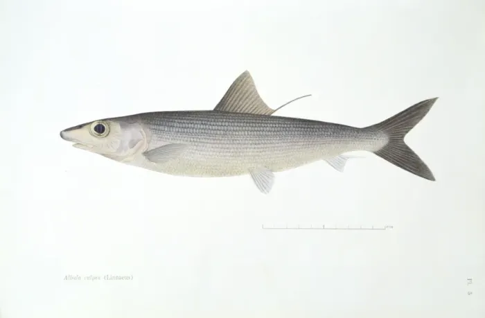 Gerahmter Druck : Blaulippenwulf, Knochenfisch Gerahmter Druck : Blaulippenwulf, Knochenfisch