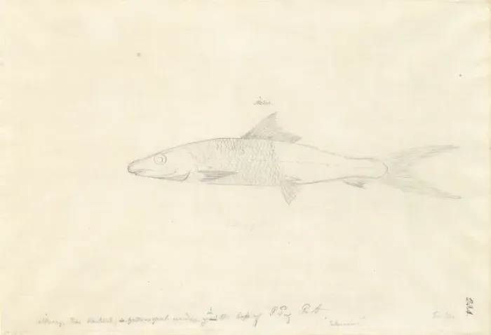 Gerahmter Druck : Blaulippenwulf, Knochenfisch Gerahmter Druck : Blaulippenwulf, Knochenfisch