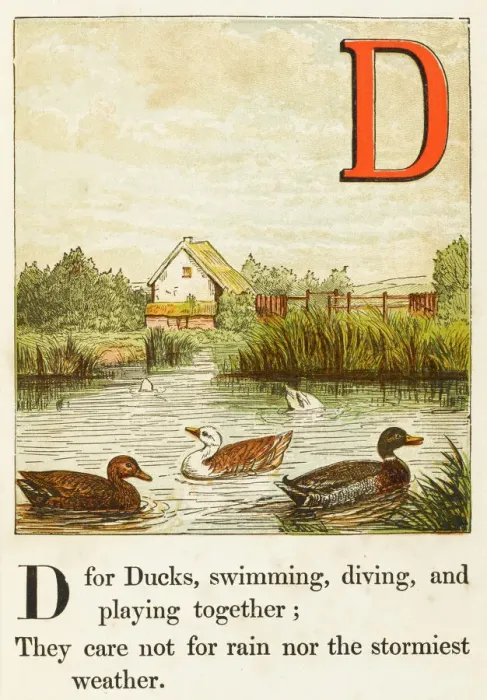 Gerahmter Druck : Alphabet / D für Enten Gerahmter Druck : Alphabet / D für Enten