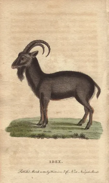 Gerahmter Druck : Bockwindhirsch
