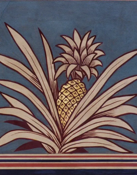 Gerahmter Druck : Ananas comosus, Ananassorte (Erdbeeren-Pineapple) Gerahmter Druck : Ananas comosus, Ananassorte (Erdbeeren-Pineapple)