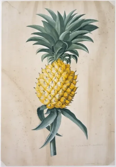 Gerahmter Druck : Kanari ananas Gerahmter Druck : Kanari ananas