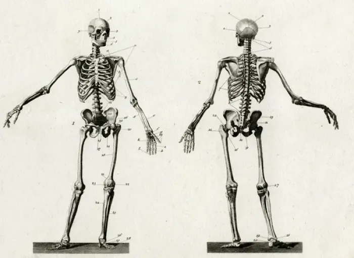 Gerahmter Druck : Knochenanatomie Gerahmter Druck : Knochenanatomie