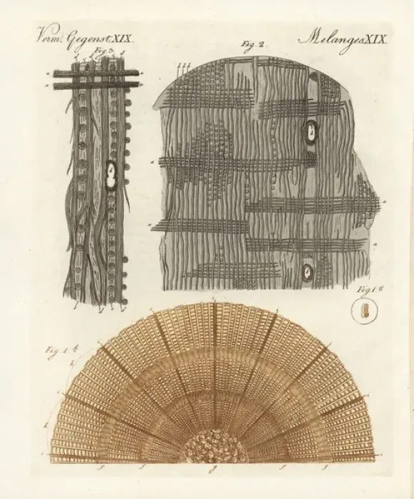 Gerahmter Druck : Anatomie eines Baumes Gerahmter Druck : Anatomie eines Baumes