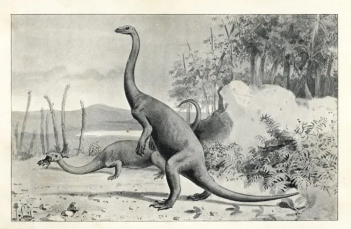 Gerahmter Druck : Polyzelesaurier Anchisaurus Gerahmter Druck : Polyzelesaurier Anchisaurus