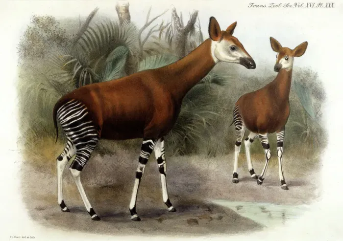 Gerahmter Druck : OKAPI 1903 Gerahmter Druck : OKAPI 1903