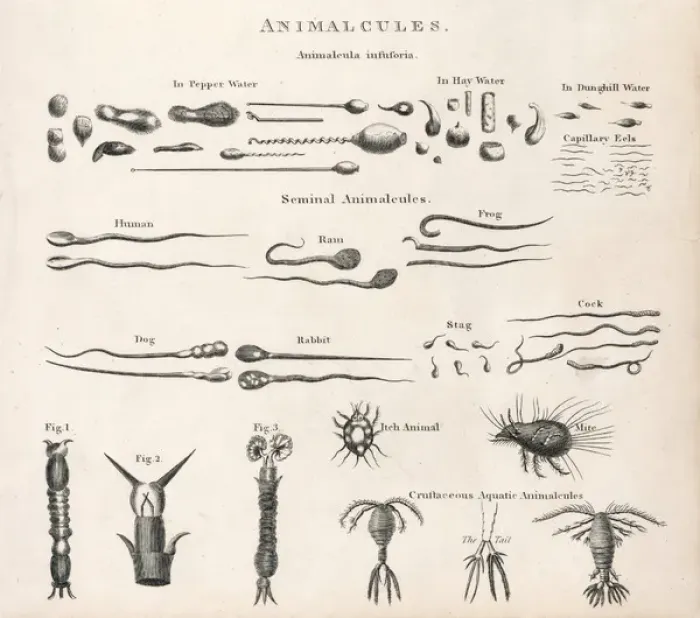 Gerahmter Druck : Animalcules Gerahmter Druck : Animalcules