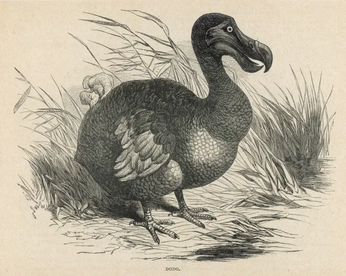 Gerahmter Druck : Tiere / Ausgestorben / Doofvogel Gerahmter Druck : Tiere / Ausgestorben / Doofvogel