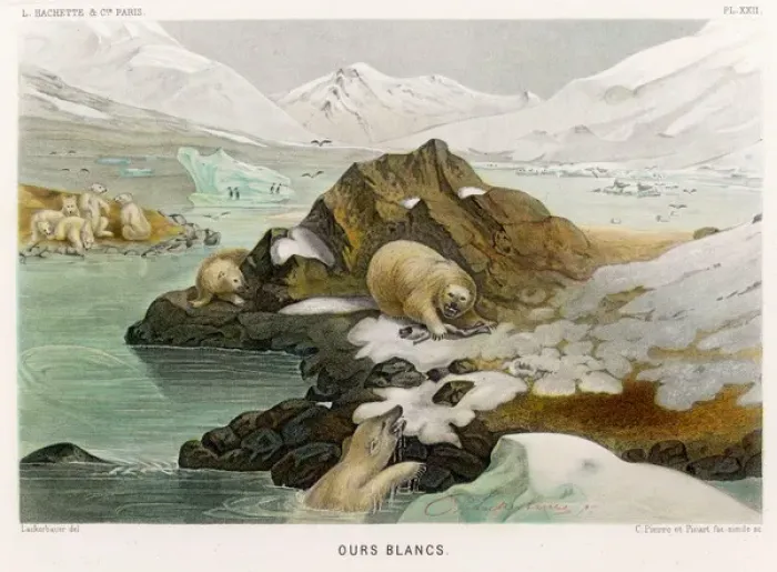 Gerahmter Druck : POLAR BEAR Gerahmter Druck : POLAR BEAR