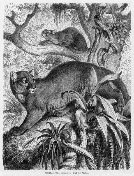Gerahmter Druck : PUMA - 2. Der (Felis concolor), auch bekannt als der KATZUAGA oder PANTER und BERGFELSEL Gerahmter Druck : PUMA - 2. Der (Felis concolor), auch bekannt als der KATZUAGA oder PANTER und BERGFELSEL