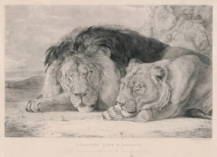 Gerahmter Druck : Schlafende Löwen / F.Lewis Gerahmter Druck : Schlafende Löwen / F.Lewis