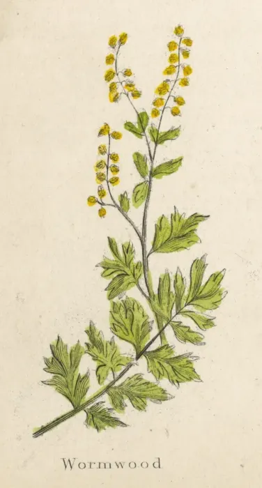 Gerahmter Druck : Artimisienabsintius