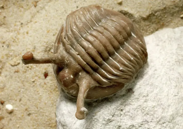 Gerahmter Druck : Asaphus (Neuasaphus) Kowalewski, Beinschädeltrilobit Gerahmter Druck : Asaphus (Neuasaphus) Kowalewski, Beinschädeltrilobit