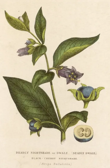 Gerahmter Druck : Atropinbelladonna Gerahmter Druck : Atropinbelladonna
