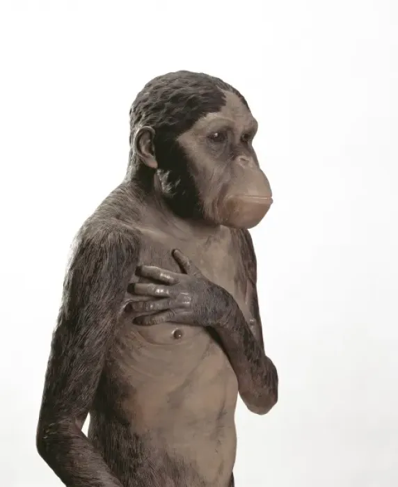 Gerahmter Druck : Australopithecus afrikaner