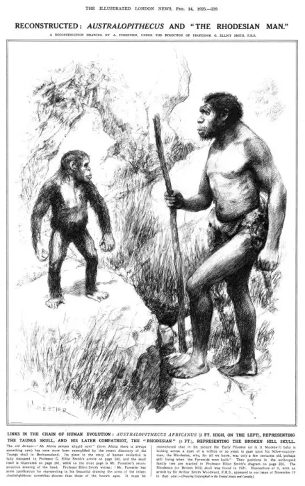 Gerahmter Druck : Australopithecus und der Rhödeshische Mann