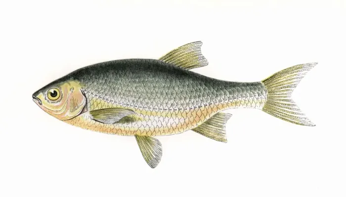Gerahmter Druck : Blaukäfer oder Azurin Gerahmter Druck : Blaukäfer oder Azurin
