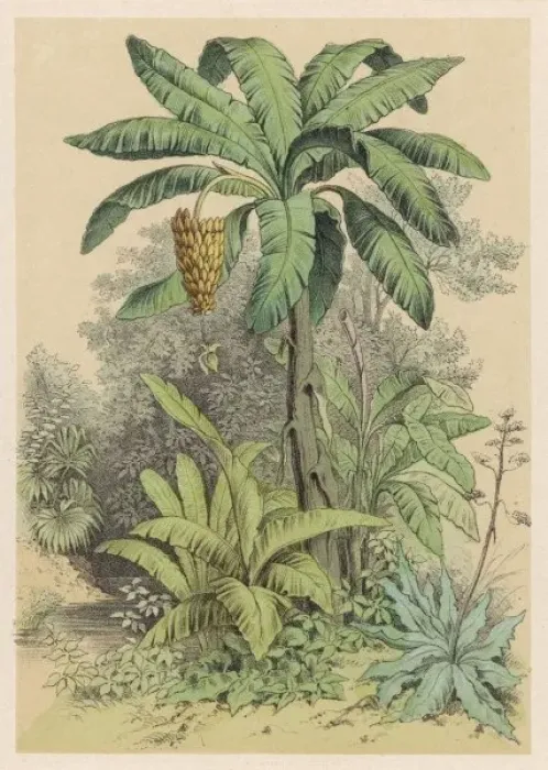 Gerahmter Druck : Baum der Banane / 1880 Gerahmter Druck : Baum der Banane / 1880