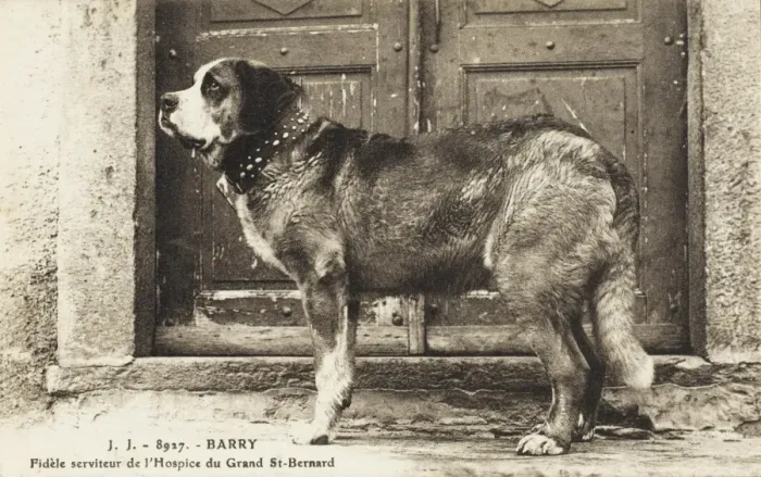 Gerahmter Druck : Barry der Berner Hund Gerahmter Druck : Barry der Berner Hund