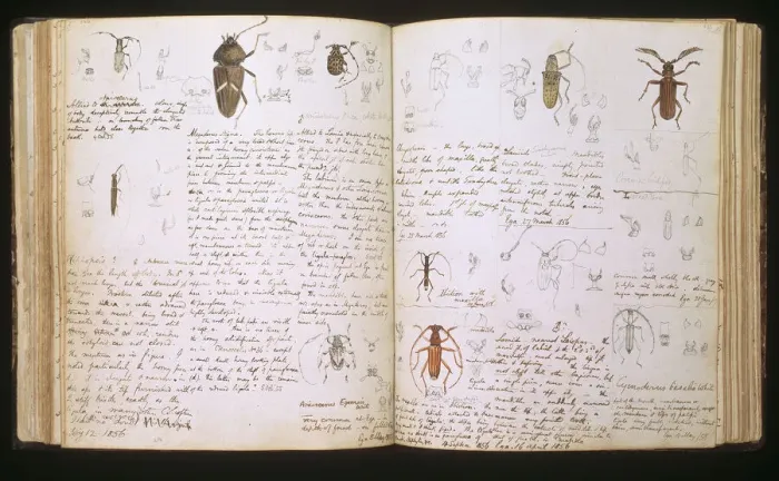 Gerahmter Druck : Beetles. Doppelte Seitenbreite von Bleistift- und Wasserfarbendruckillustrationen