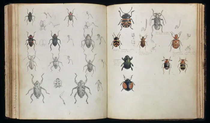 Gerahmter Druck : Beetles. Doppelte Seitenbreite von Bleistift- und Wasserfarbentuschzeichnungen Gerahmter Druck : Beetles. Doppelte Seitenbreite von Bleistift- und Wasserfarbentuschzeichnungen