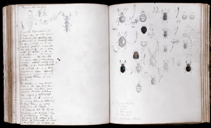 Gerahmter Druck : Beetles. Seitebreite von Bleistift- und Wasserkolorierungen zu Insekten Gerahmter Druck : Beetles. Seitebreite von Bleistift- und Wasserkolorierungen zu Insekten