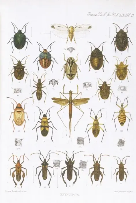 Gerahmter Druck : Käfer - Vielfältig Gerahmter Druck : Käfer - Vielfältig