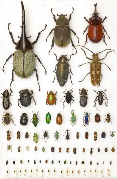 Gerahmter Druck : Insektenkunde Proben Gerahmter Druck : Insektenkunde Proben